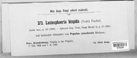 Lasiosphaeria hispida image